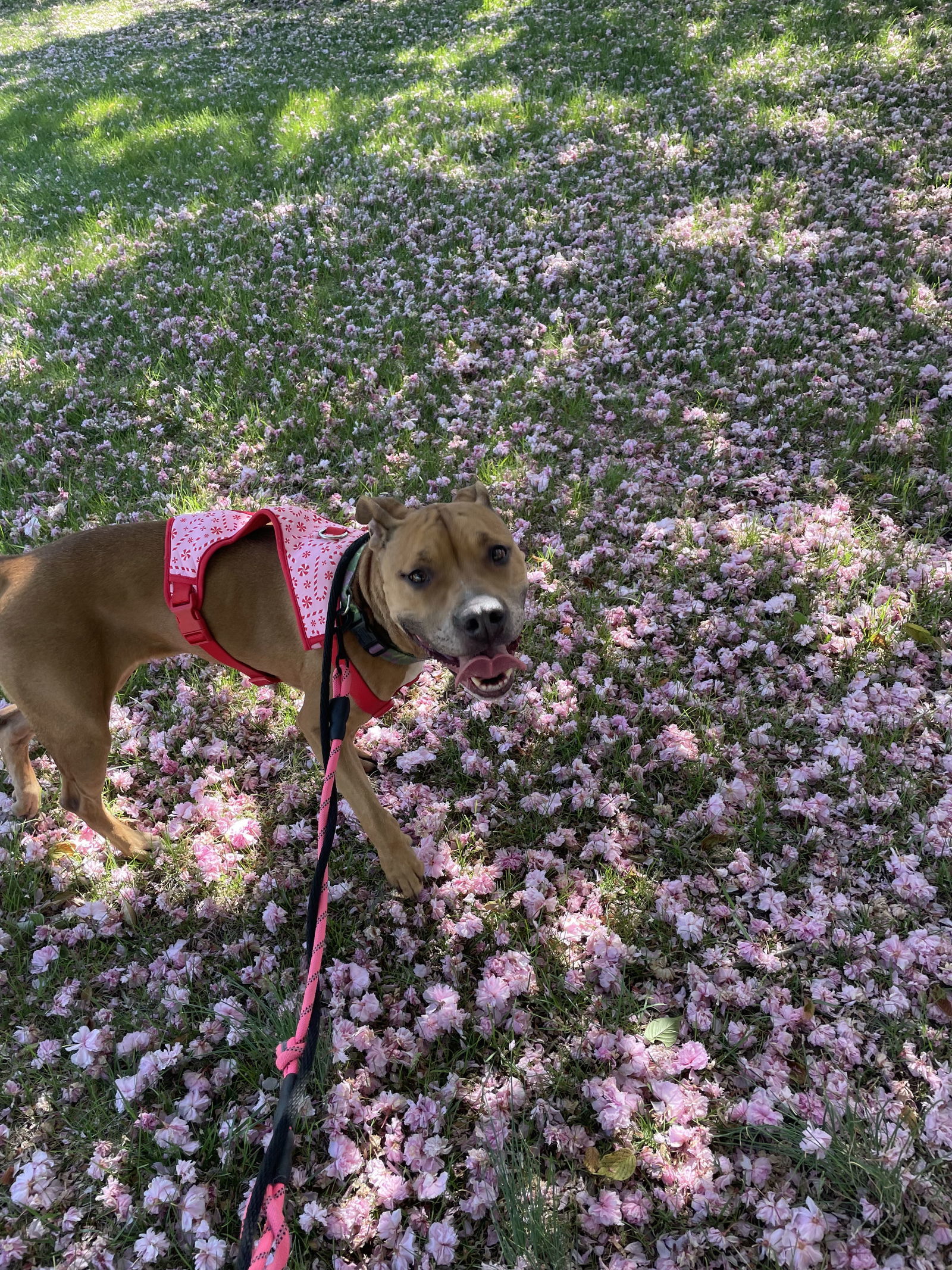 Bella