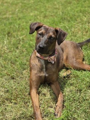 Jessie, Baby Female Coonhound