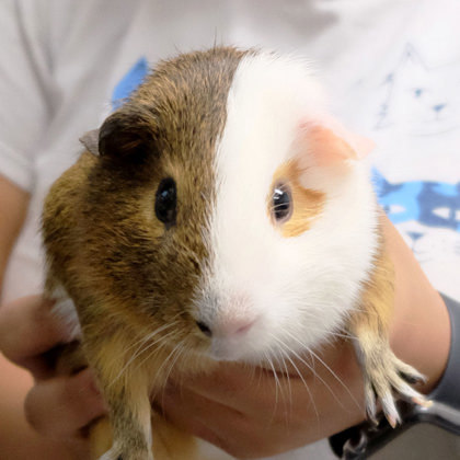 Oscar