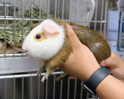 Oscar