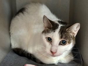 What my friends at ACC say about me I am finding the shelter a little overwhelming but when its j