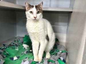 This pet needs emergency placement Please click here to go to our emergency placement page for more