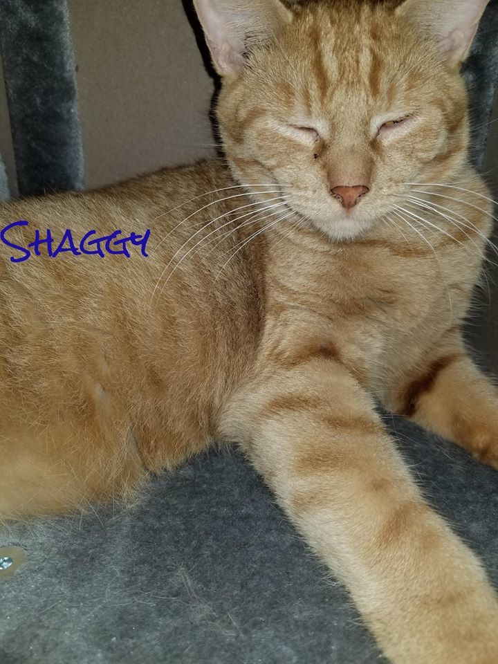 Shaggy