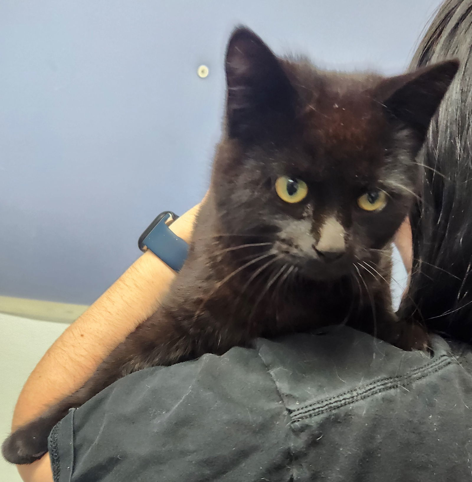Jethro, an adoptable Domestic Medium Hair in Knoxville, IA, 50138 | Photo Image 1