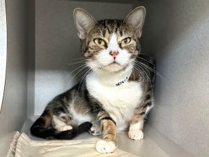 A volunteer writes Sage meows loudly for attention when she spots a potentialvisitor She comes for