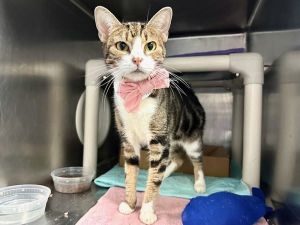 A volunteer writes Sage meows loudly for attention when she spots a potentialvisitor She comes for