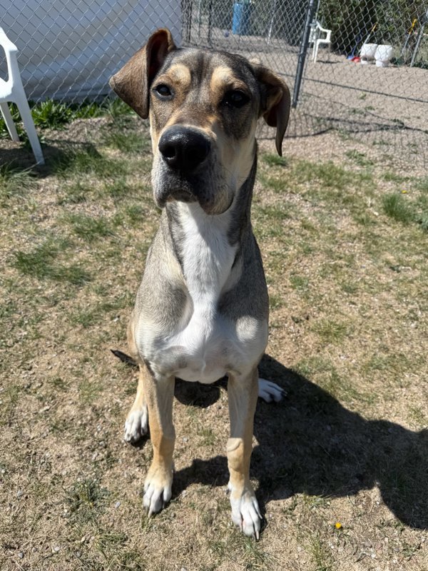 Georgia Mae, an adoptable Mixed Breed in Great Falls, MT, 59405 | Photo Image 1