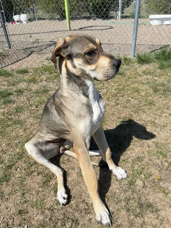 Georgia Mae, an adoptable Mixed Breed in Great Falls, MT, 59405 | Photo Image 2