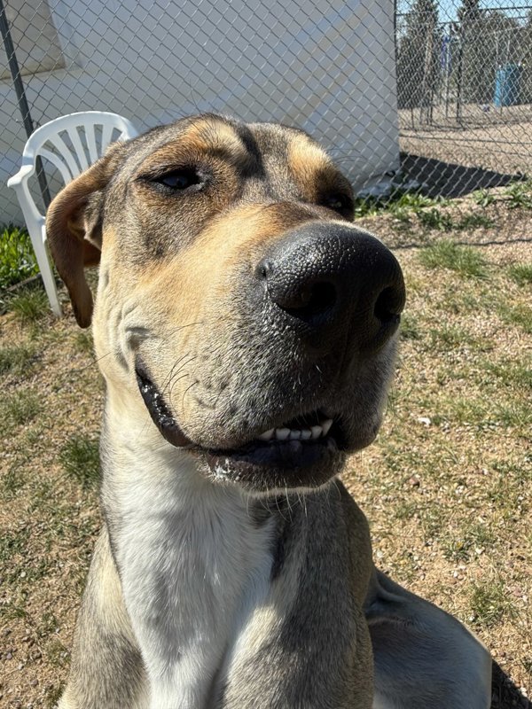 Georgia Mae, an adoptable Mixed Breed in Great Falls, MT, 59405 | Photo Image 3