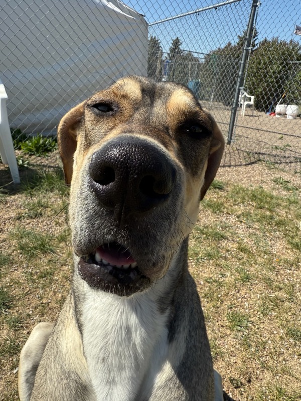 Georgia Mae, an adoptable Mixed Breed in Great Falls, MT, 59405 | Photo Image 4