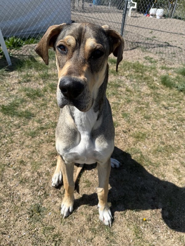 Georgia Mae, an adoptable Mixed Breed in Great Falls, MT, 59405 | Photo Image 5