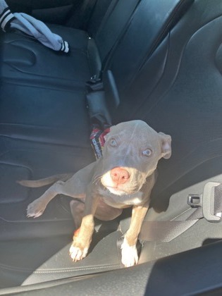 Winchester Jones -ADOPTED 1