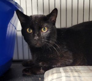 Specks, Young Male Domestic Short Hair