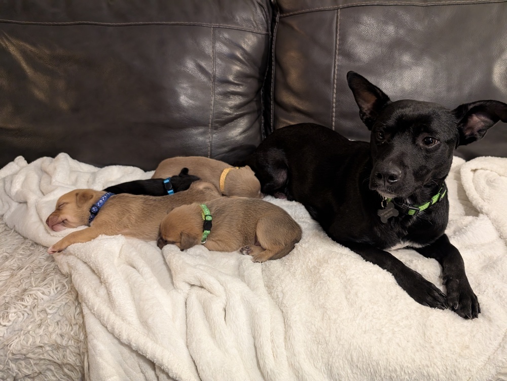 Jewel, an adoptable Cattle Dog, Schnauzer in Spokane, WA, 99207 | Photo Image 3
