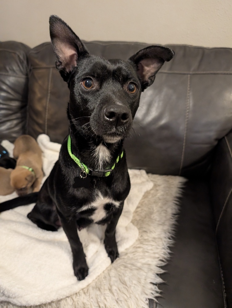 Jewel, an adoptable Cattle Dog, Schnauzer in Spokane, WA, 99207 | Photo Image 5