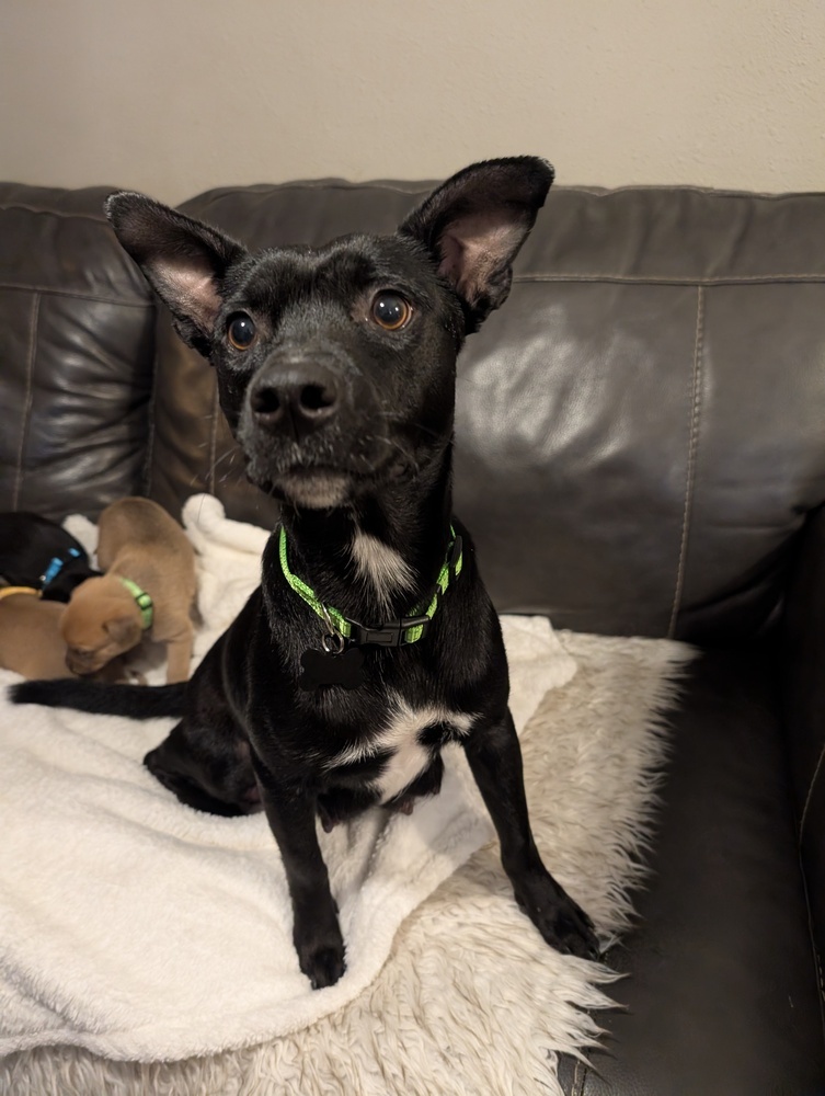 Jewel, an adoptable Cattle Dog, Schnauzer in Spokane, WA, 99207 | Photo Image 8