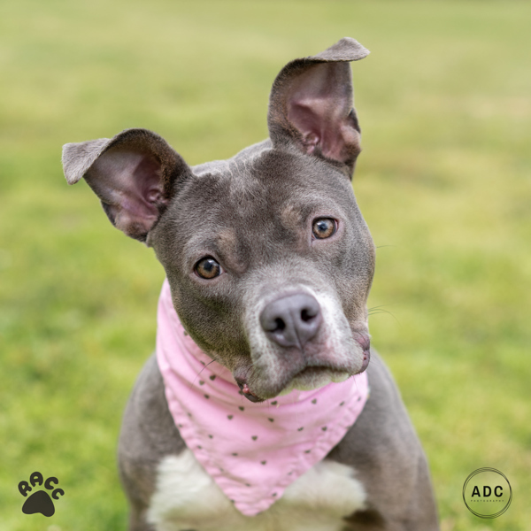 Catie Clearance Puppy thumbnail 1