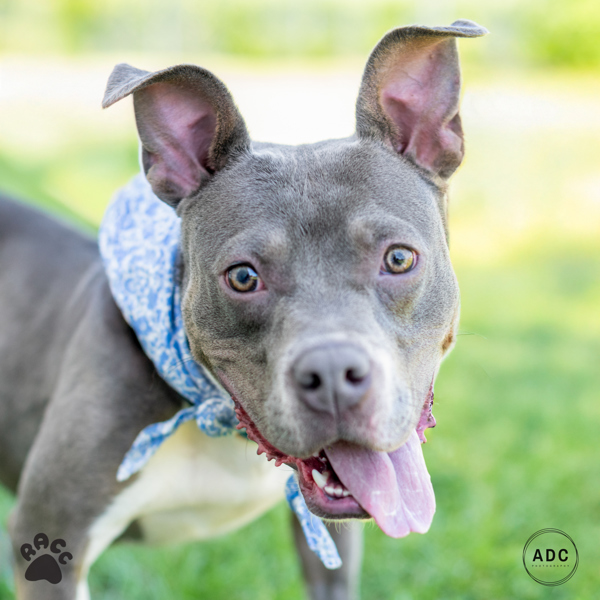 Catie Clearance Puppy thumbnail 2