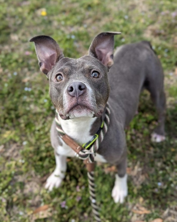 Catie Clearance Puppy thumbnail 4