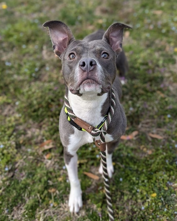 Catie Clearance Puppy thumbnail 5