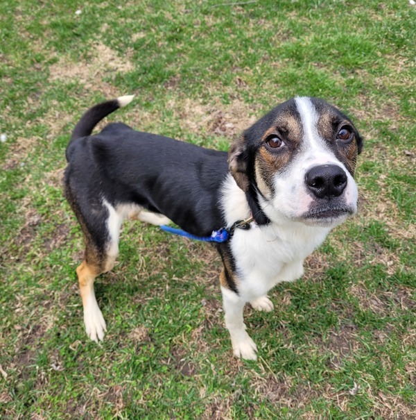 Bones, an adoptable Hound in Pickering, ON, L1V 6K7 | Photo Image 1