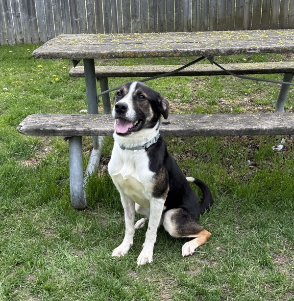 Bones, an adoptable Hound in Pickering, ON, L1V 6K7 | Photo Image 2