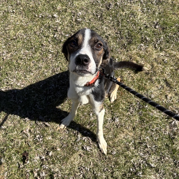 Bones, an adoptable Hound in Pickering, ON, L1V 6K7 | Photo Image 3