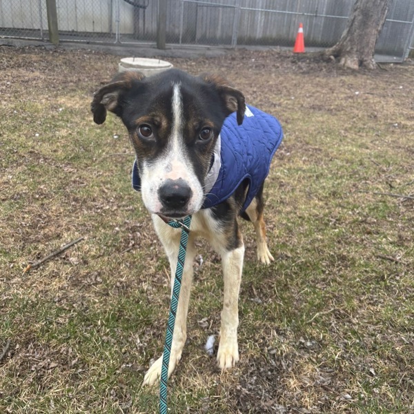 Bones, an adoptable Hound in Pickering, ON, L1V 6K7 | Photo Image 4