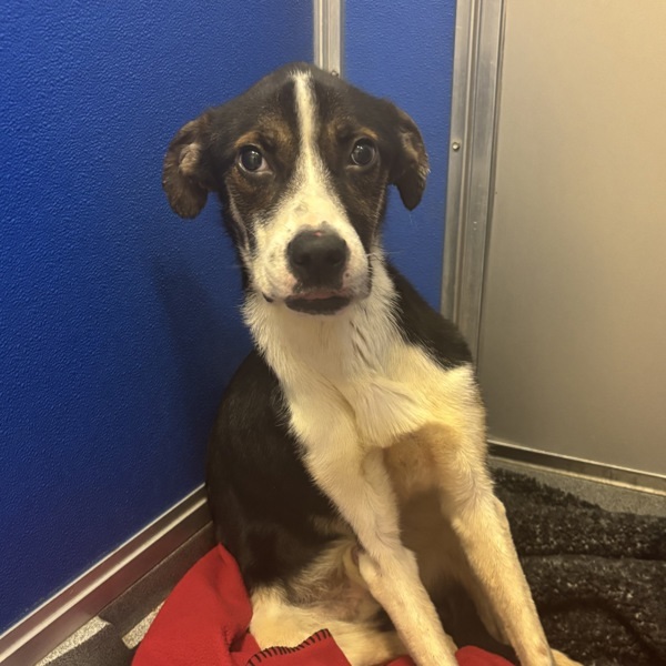Bones, an adoptable Hound in Pickering, ON, L1V 6K7 | Photo Image 5