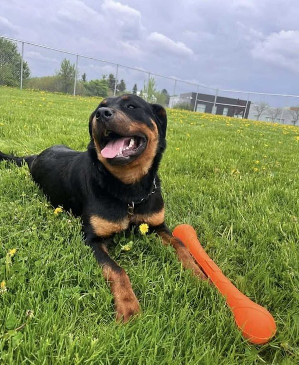 Teddy, an adoptable Rottweiler in Keswick, ON, L4P 3G1 | Photo Image 2