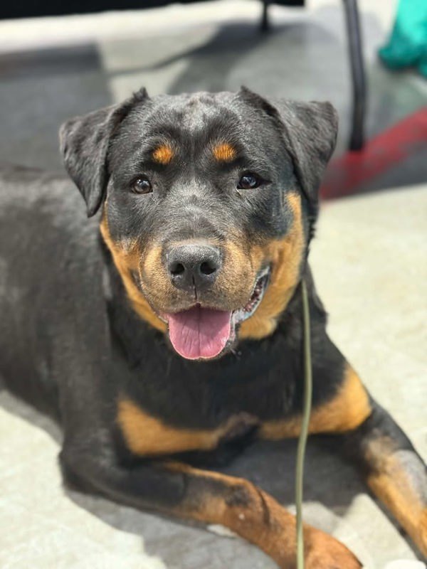 Teddy, an adoptable Rottweiler in Keswick, ON, L4P 3G1 | Photo Image 3
