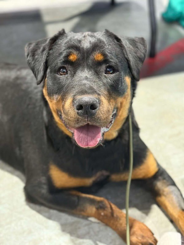 Teddy, an adoptable Rottweiler in Keswick, ON, L4P 3G1 | Photo Image 4