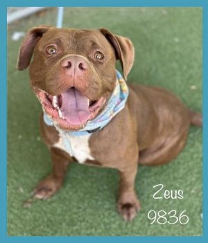 Primary Color Bronze Secondary Color White Weight 71lbs Age 2yrs 1mths 2wks