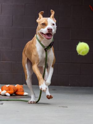 Rubble Mixed Breed Dog