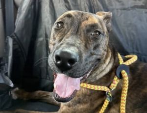 Spot, Baby Male Pit Bull Terrier