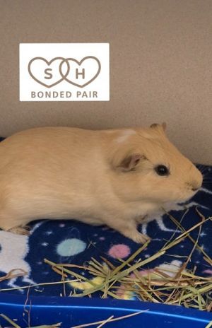What my friends at Seattle Humane say about me The folks here are still learning about me Hiding p