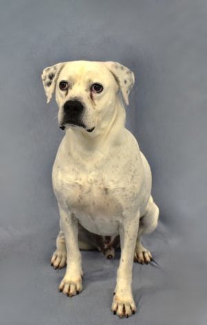 Brutus - A Good Boy Looking for His Person Brutus is 8 years old wise in the ways of the