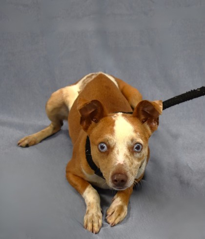 Milkbone Malone - thumbnail 2