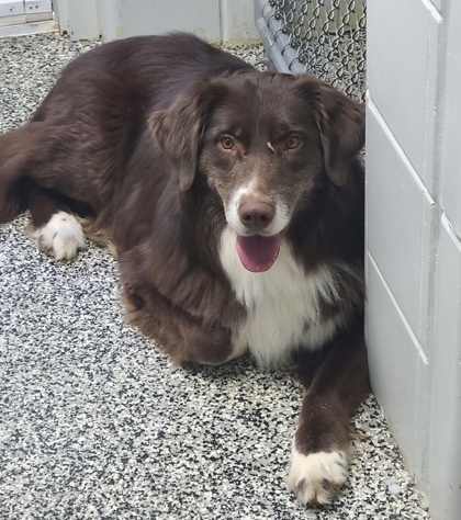 Ringo (sponsored)
