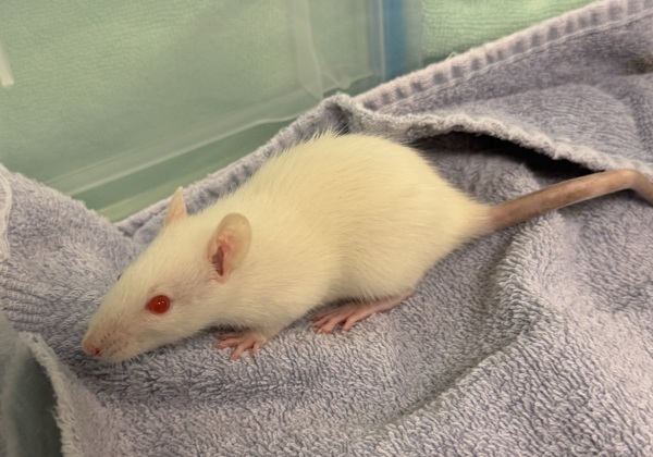 Chedderina