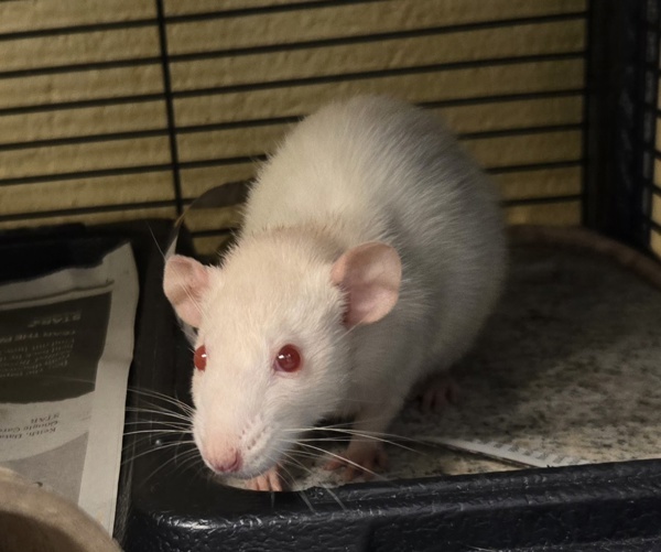 Ratatouille