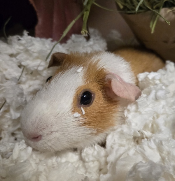 Squeak