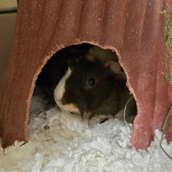 Nala