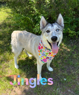 Jingles 124519