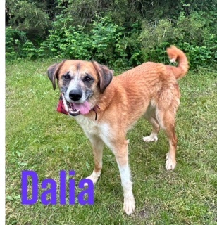 Dalia/ginger 125025