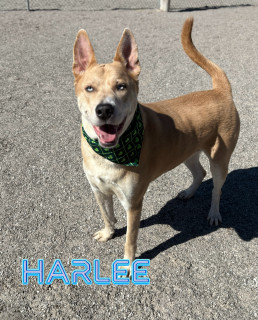 Harlee 32158