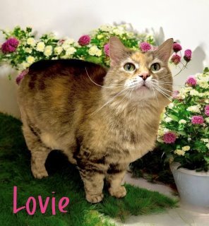 Lovie 124454