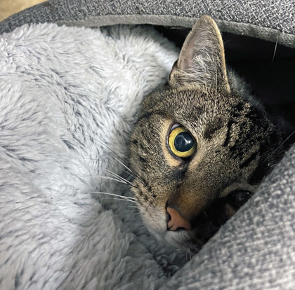 Enchilada