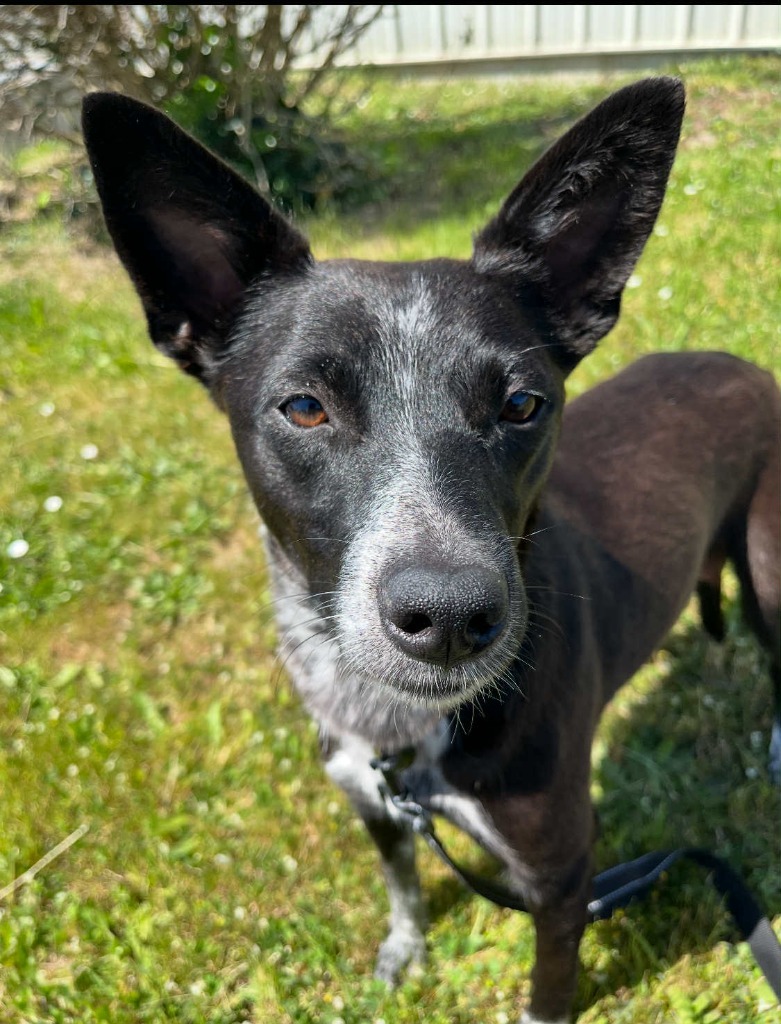 Piper
