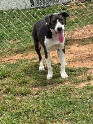 Milton, Young Male Terrier